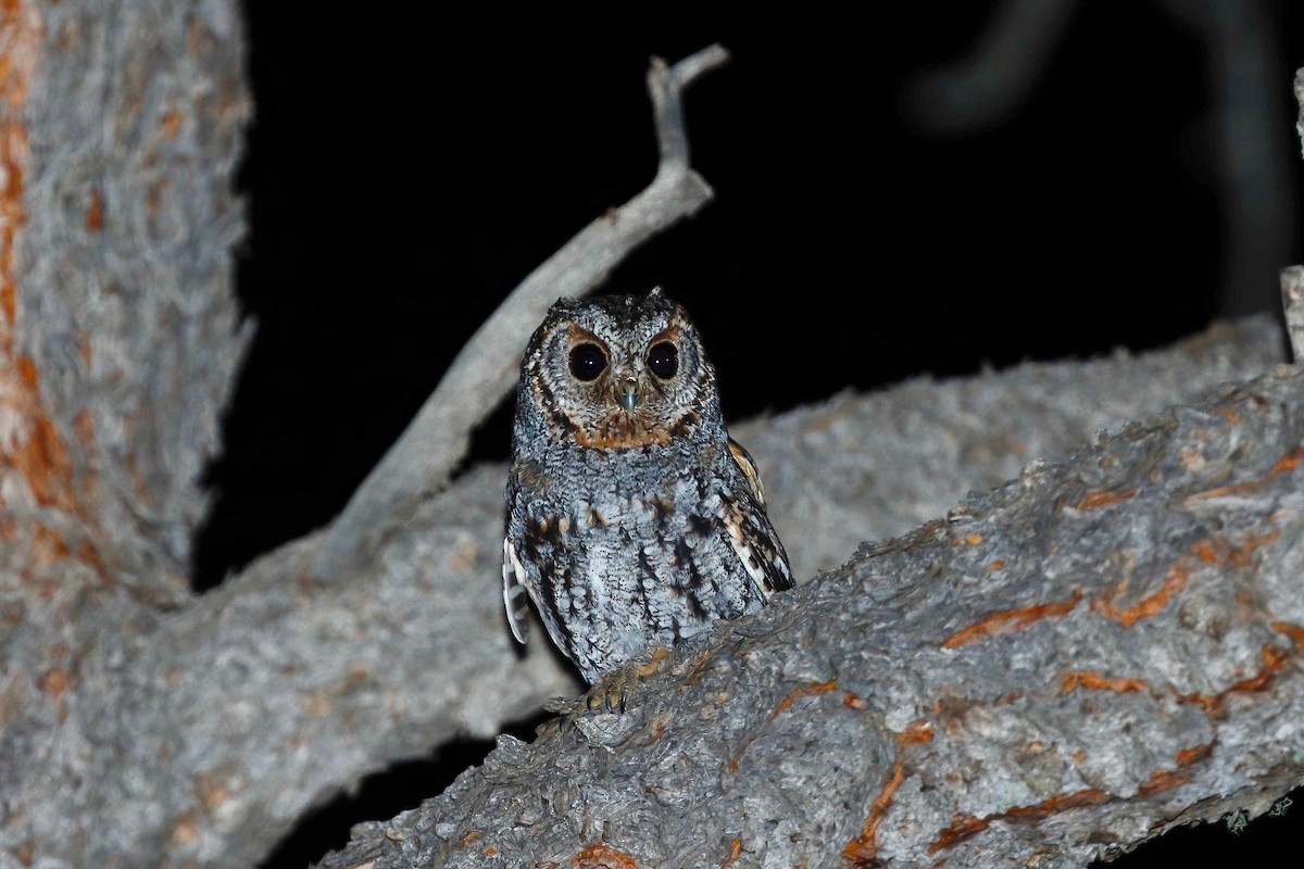 Flammulated Owl - ML237712181