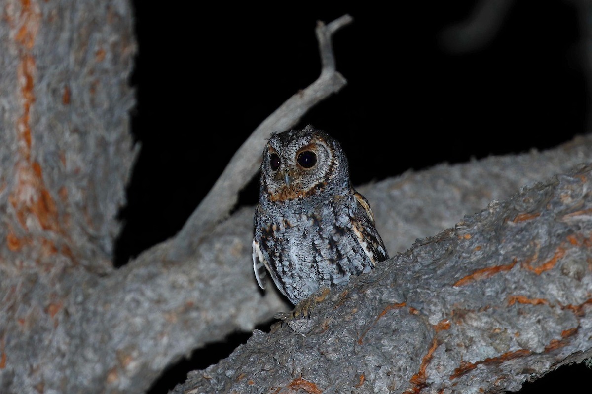 Flammulated Owl - ML237712191