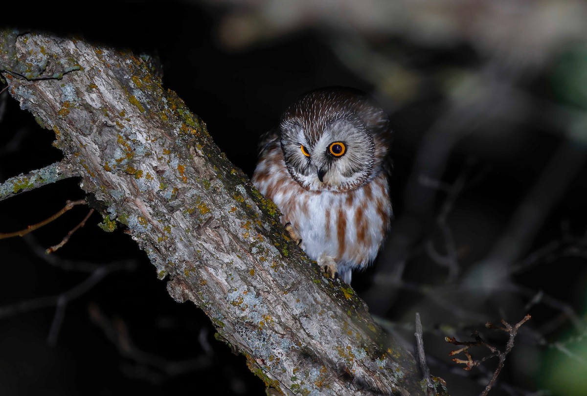 Northern Saw-whet Owl - ML237712201