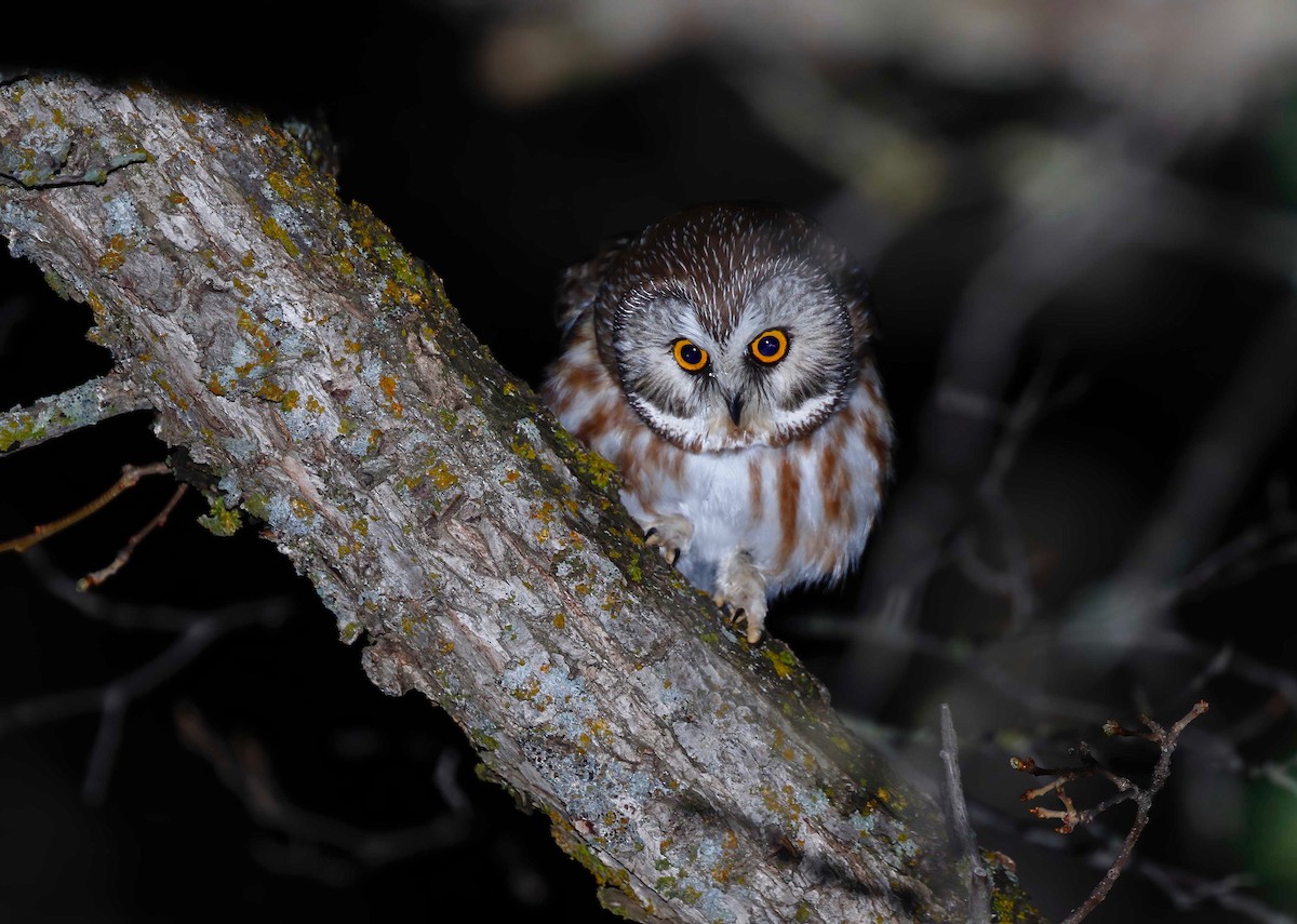 Northern Saw-whet Owl - Timo Mitzen