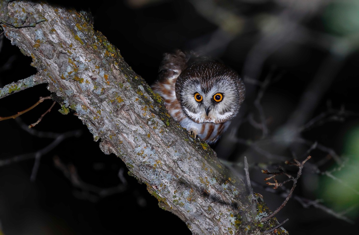 Northern Saw-whet Owl - ML237712231