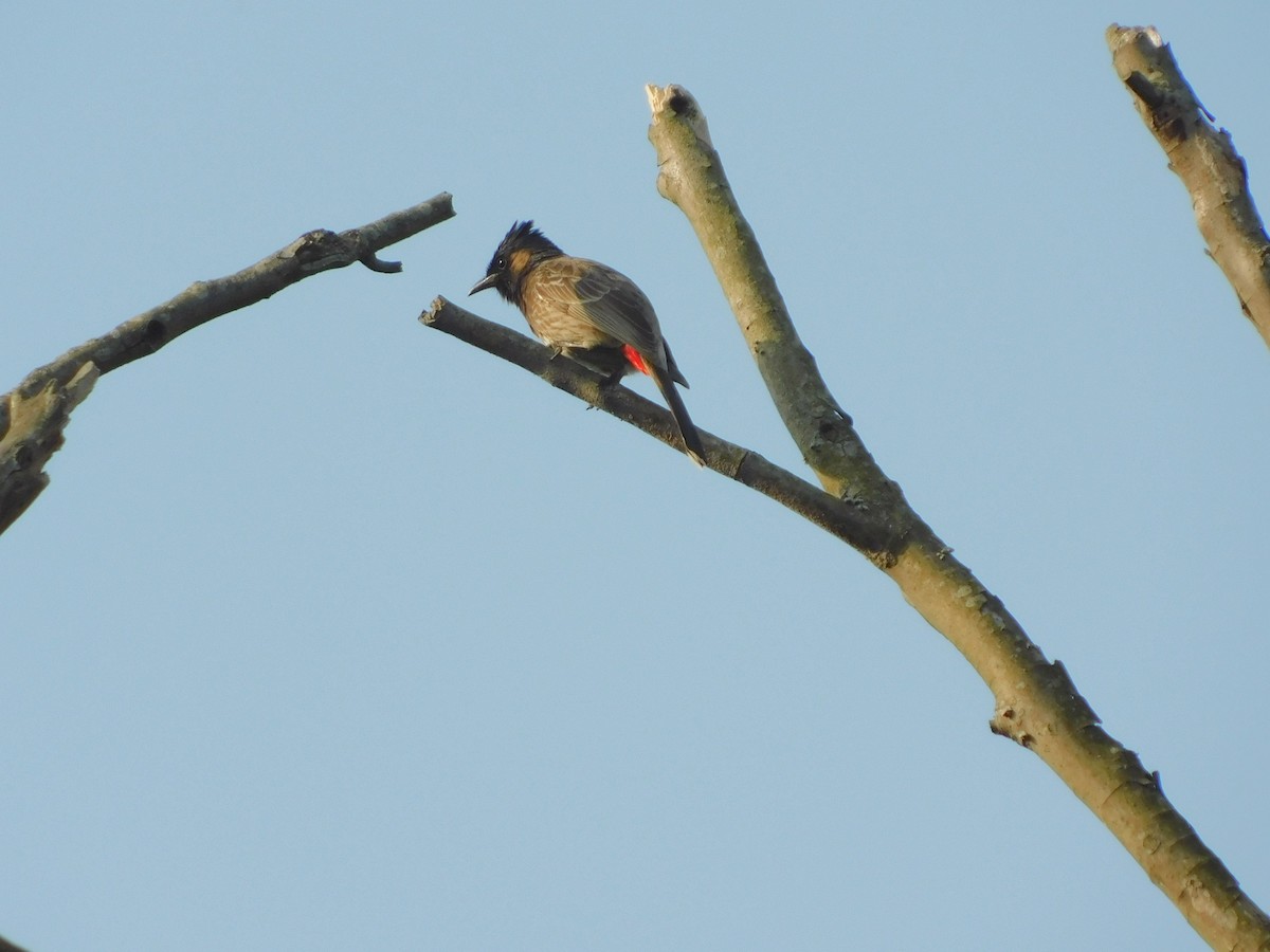 Red-vented Bulbul - ML237712591