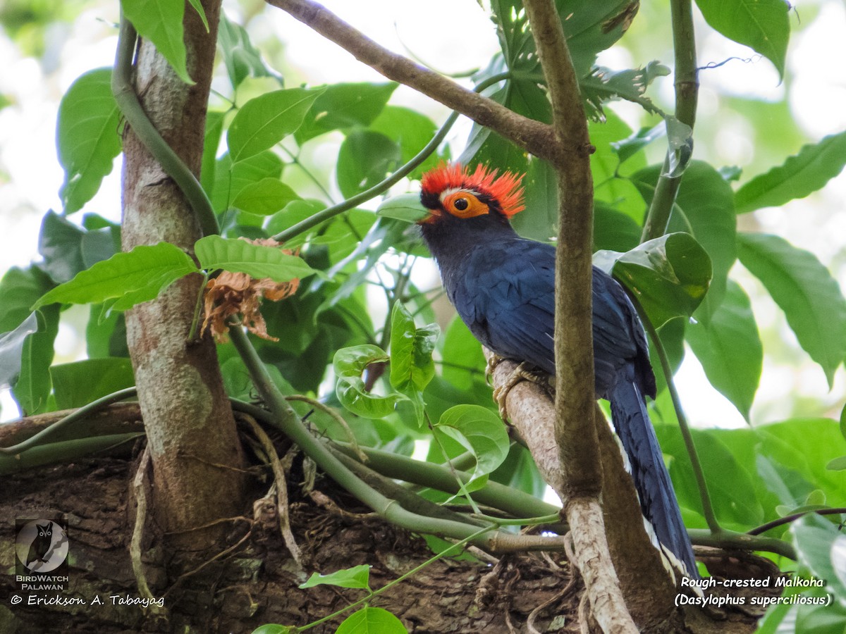 Red-crested Malkoha - Erickson Tabayag