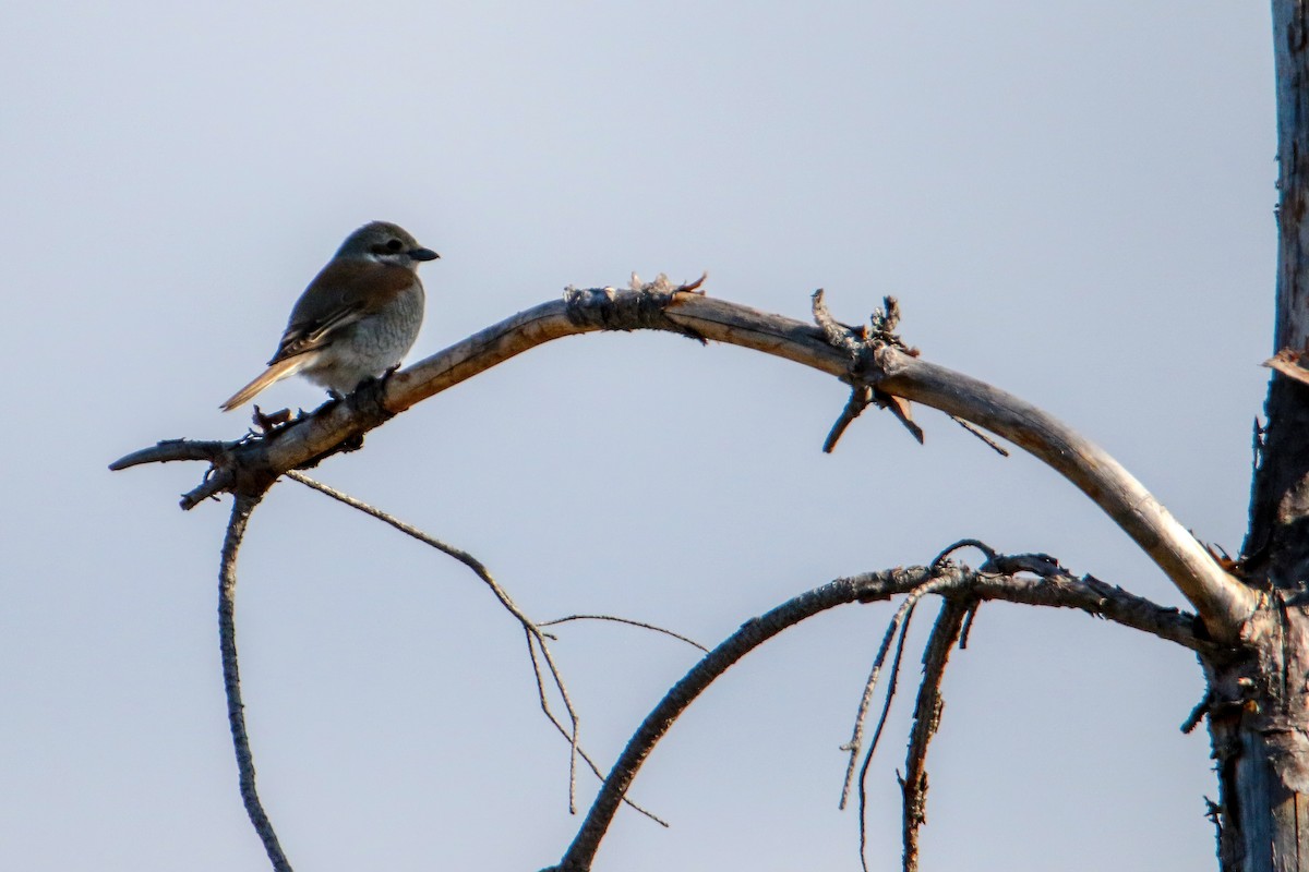 Red-backed Shrike - ML237713711