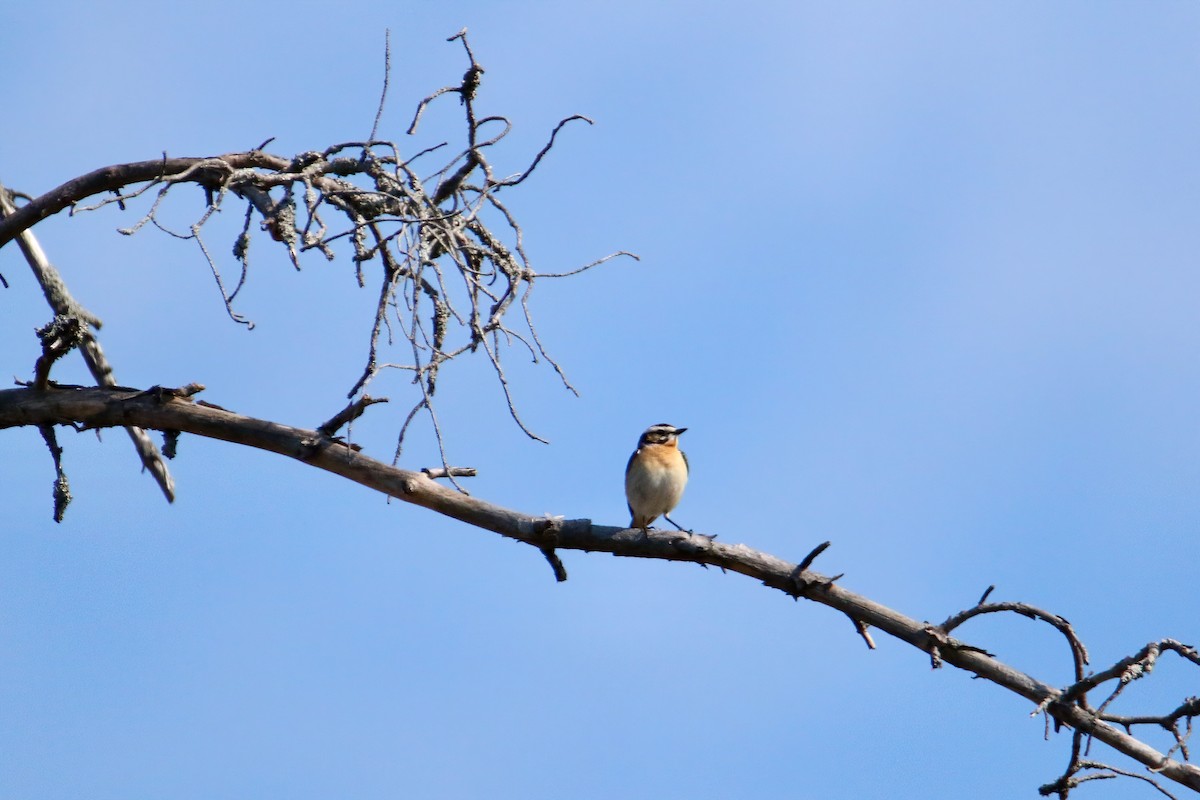 Whinchat - ML237713771