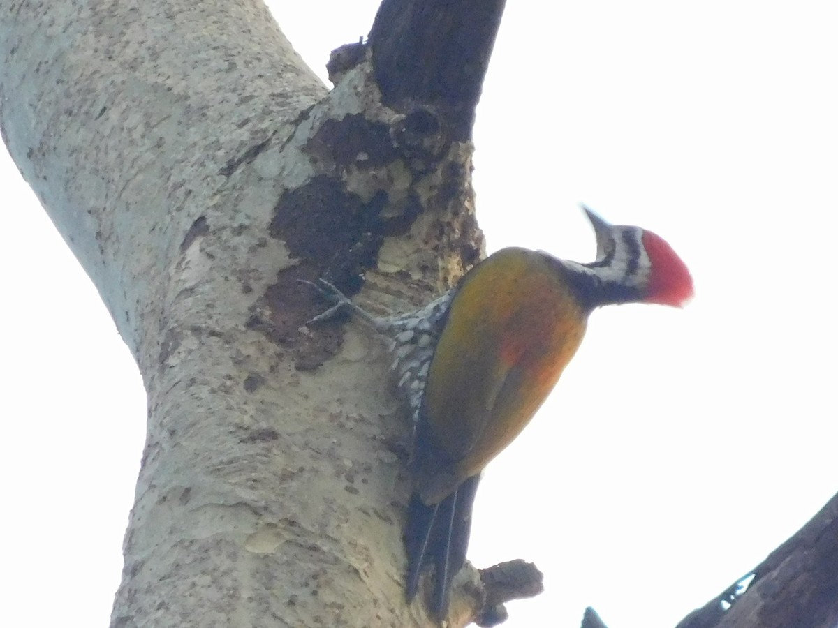 Greater Flameback - ML237714071