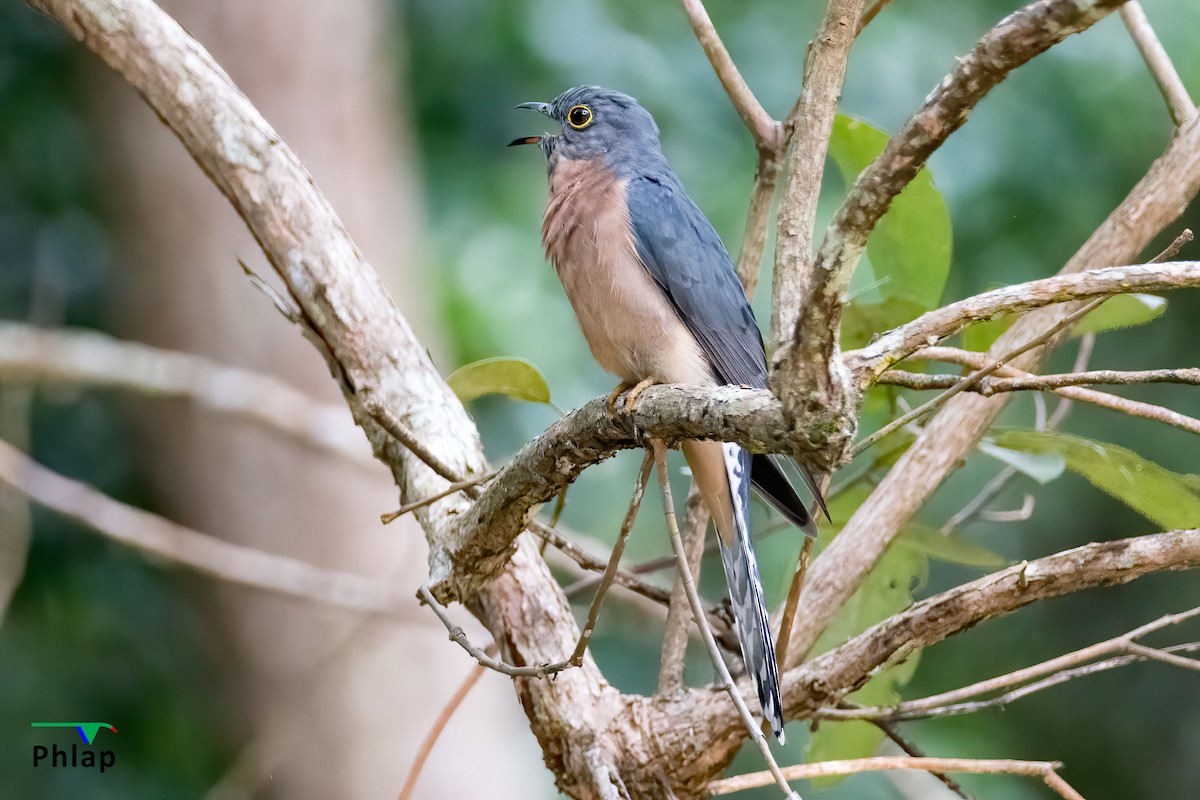 Fan-tailed Cuckoo - Rodney Appleby