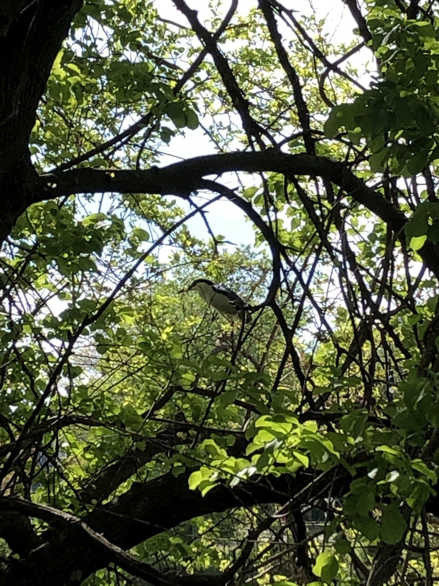 Black-crowned Night Heron - ML237715141