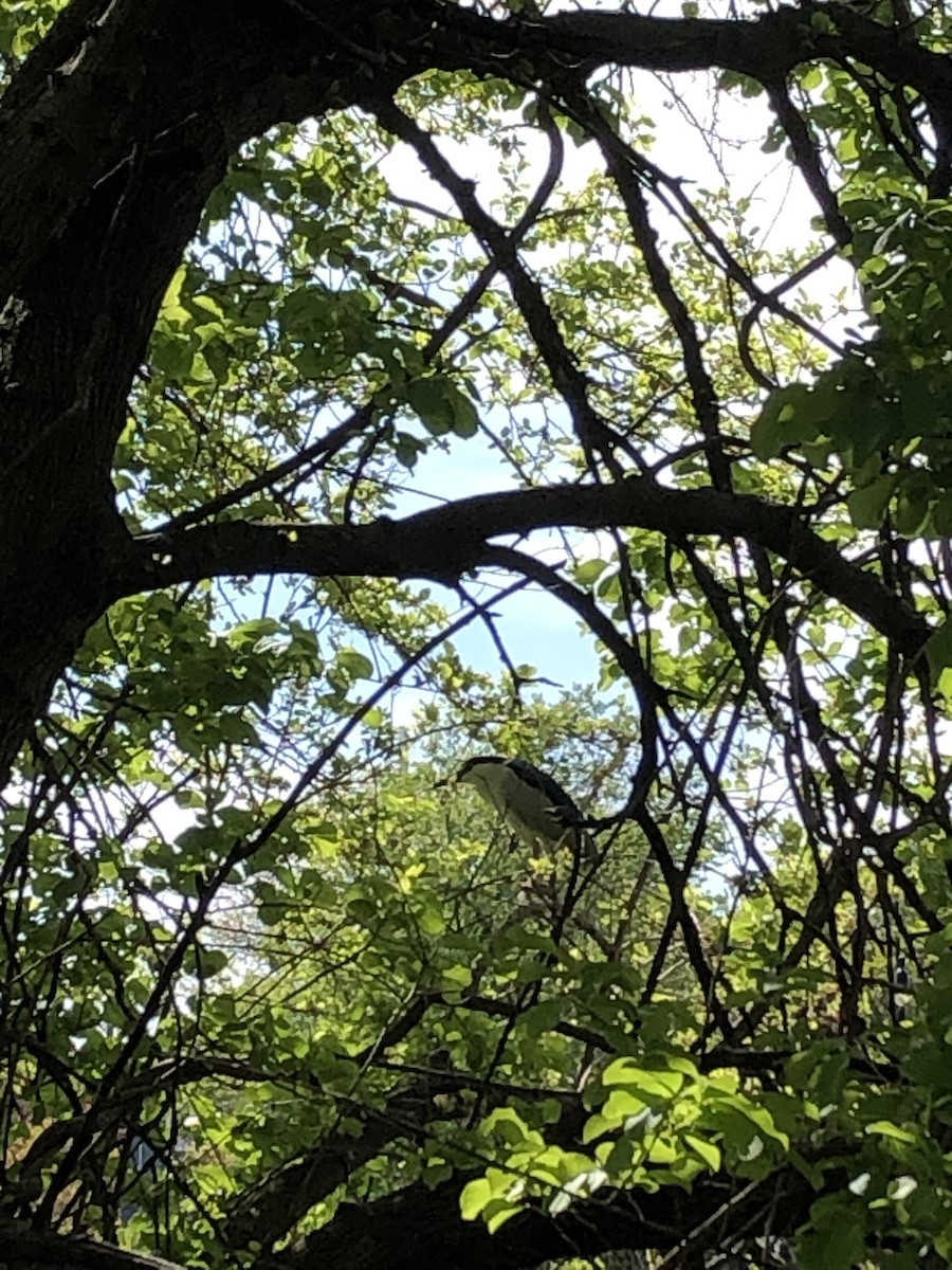 Black-crowned Night Heron - ML237715151