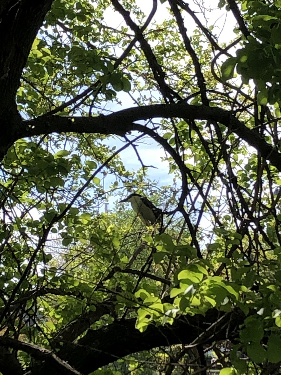 Black-crowned Night Heron - ML237715161