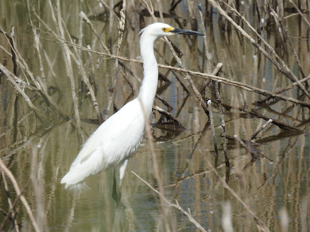 Aigrette neigeuse - ML237715661