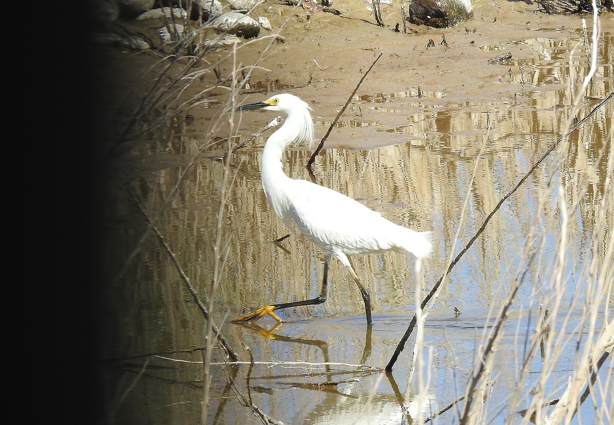Aigrette neigeuse - ML237715671