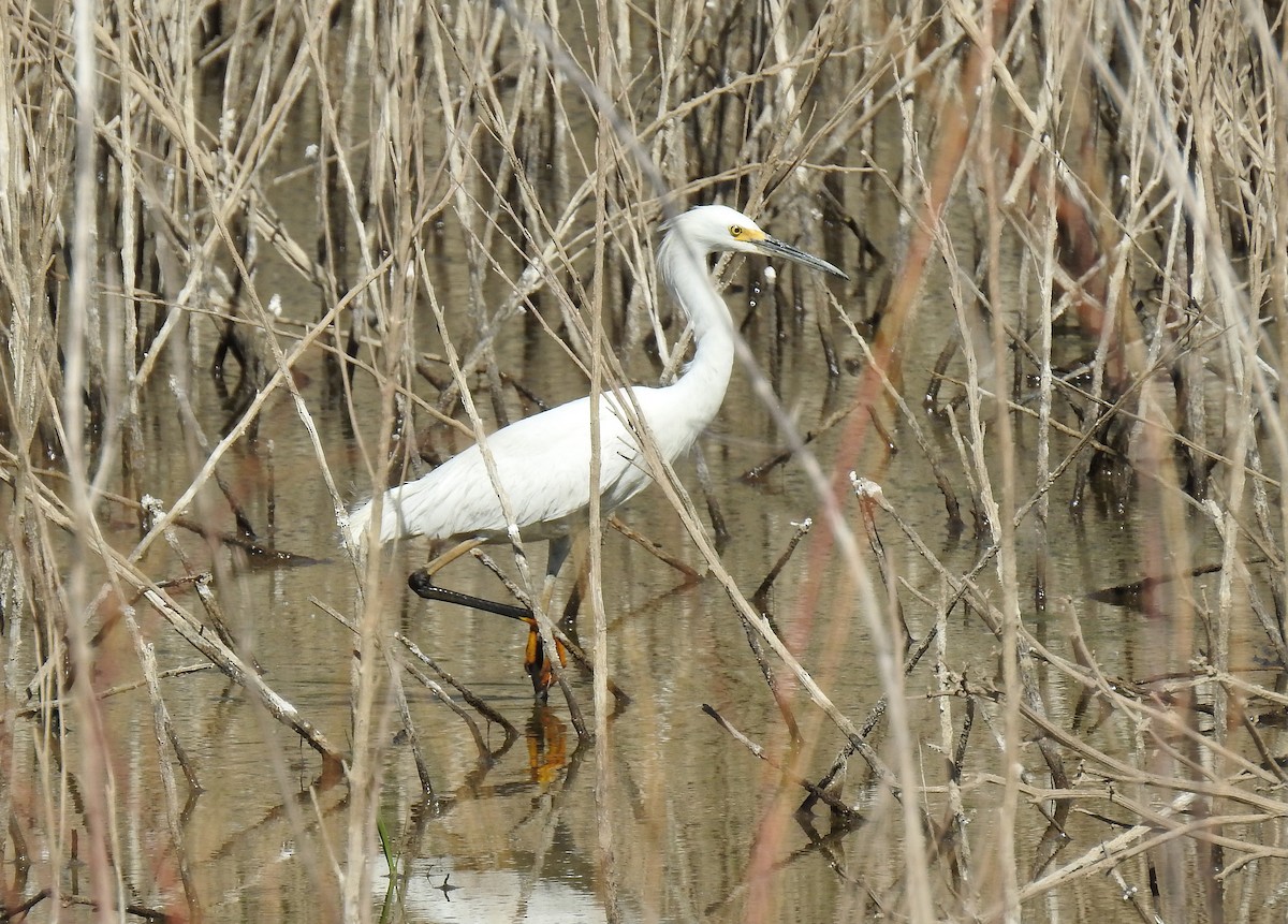 Aigrette neigeuse - ML237715681