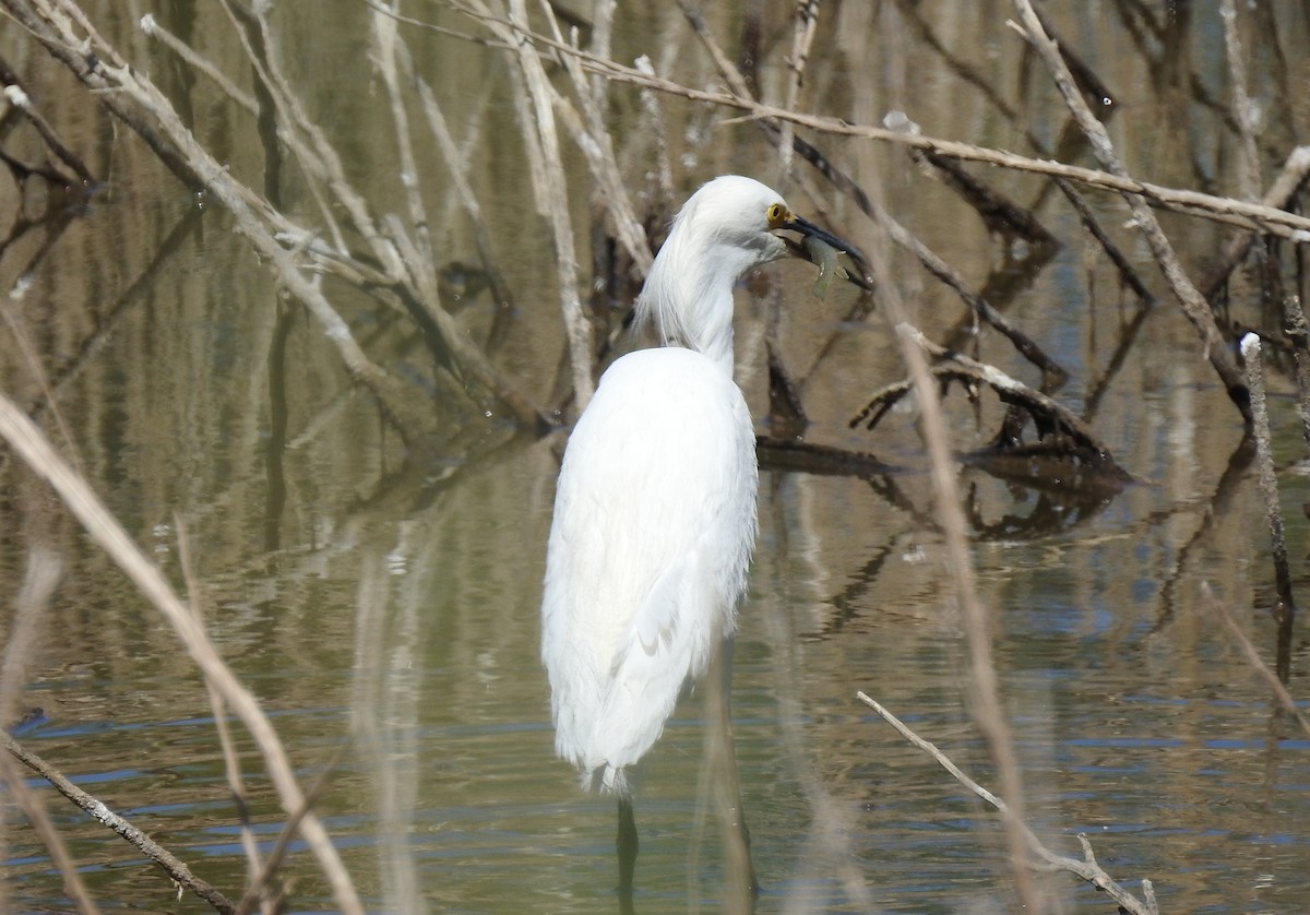 Aigrette neigeuse - ML237715701