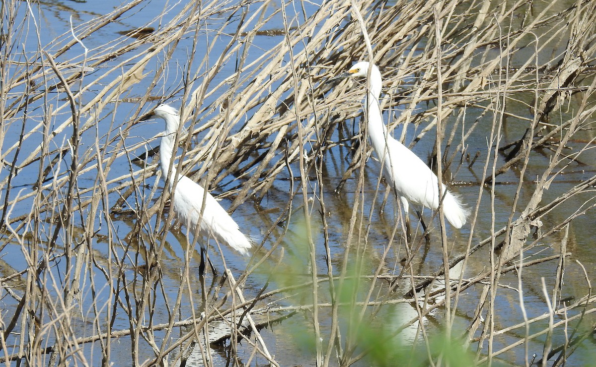 Aigrette neigeuse - ML237715711