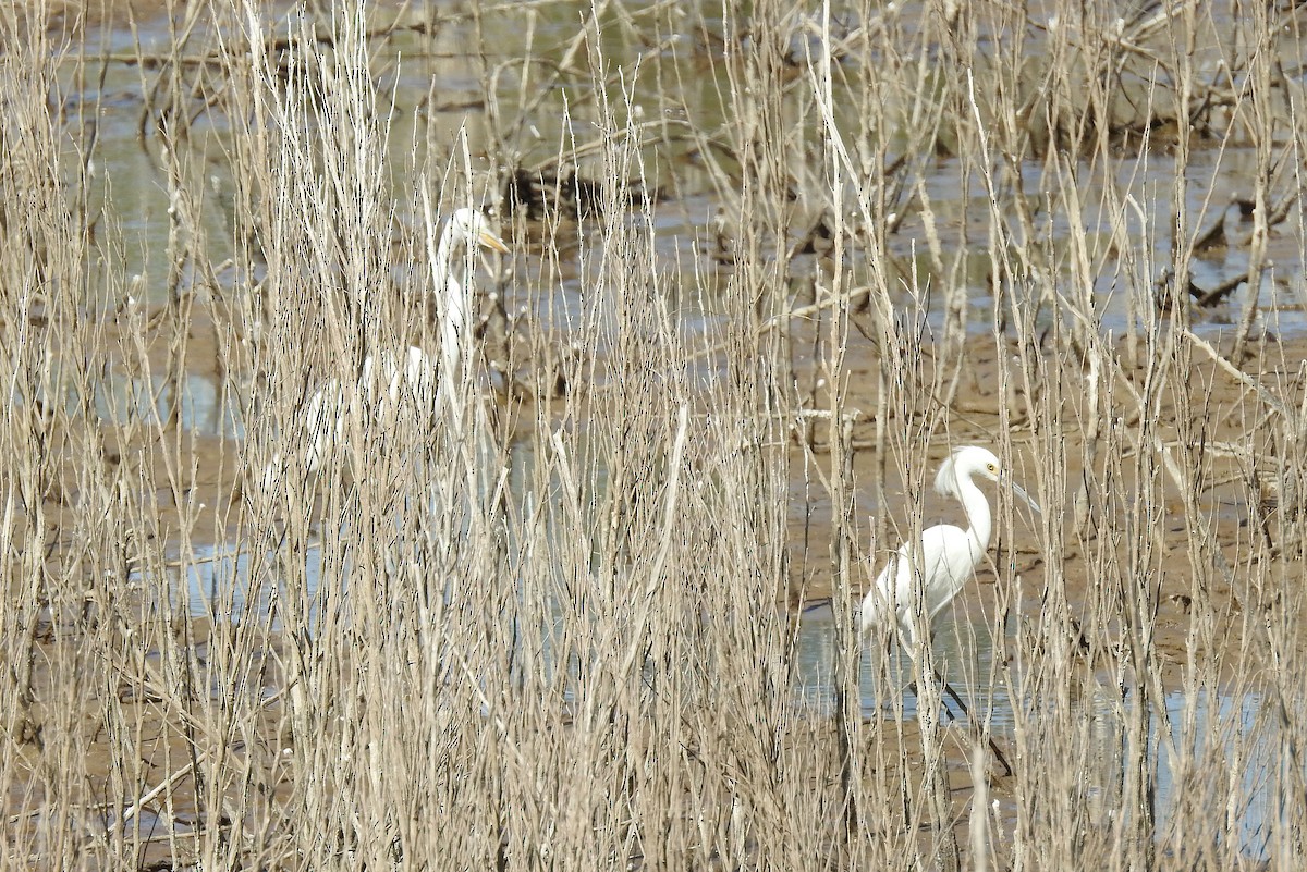 Aigrette neigeuse - ML237715721