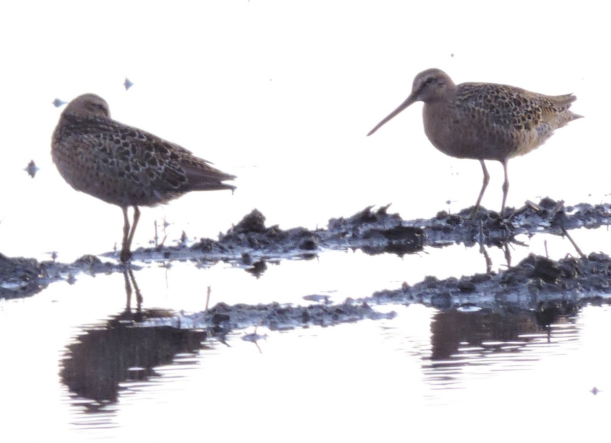 Short-billed Dowitcher - ML237716881