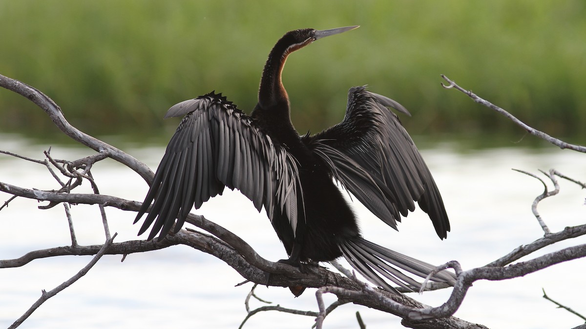 African Darter - ML23771721