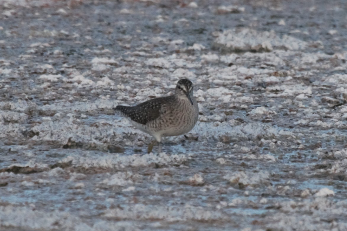 Wood Sandpiper - ML237717421