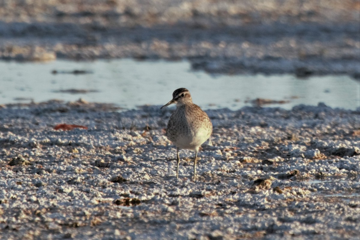 Wood Sandpiper - Jonathan Plissner