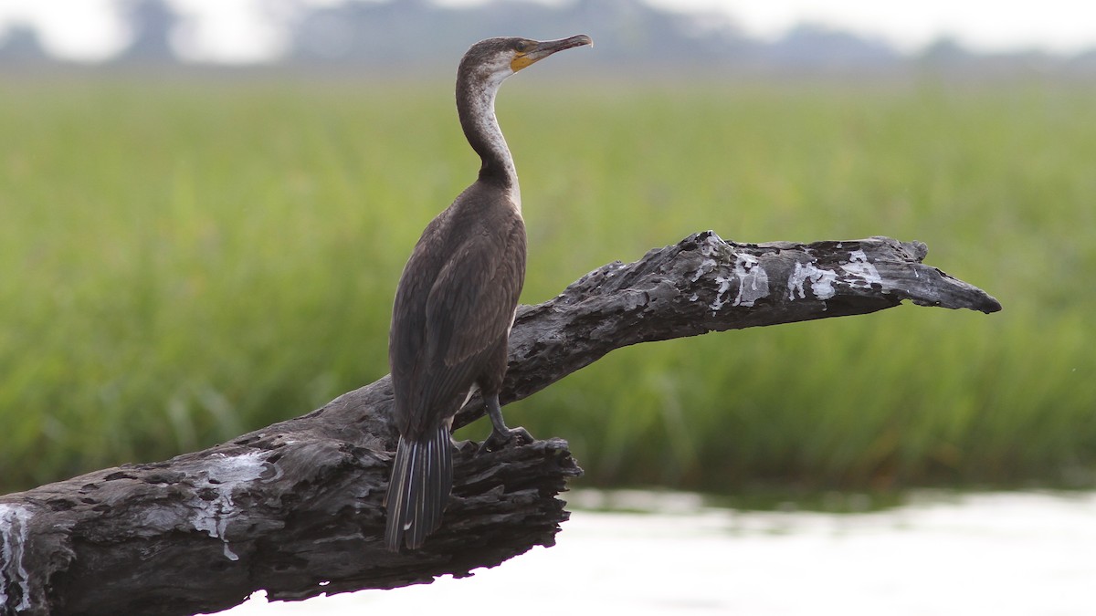 Great Cormorant - ML23771781