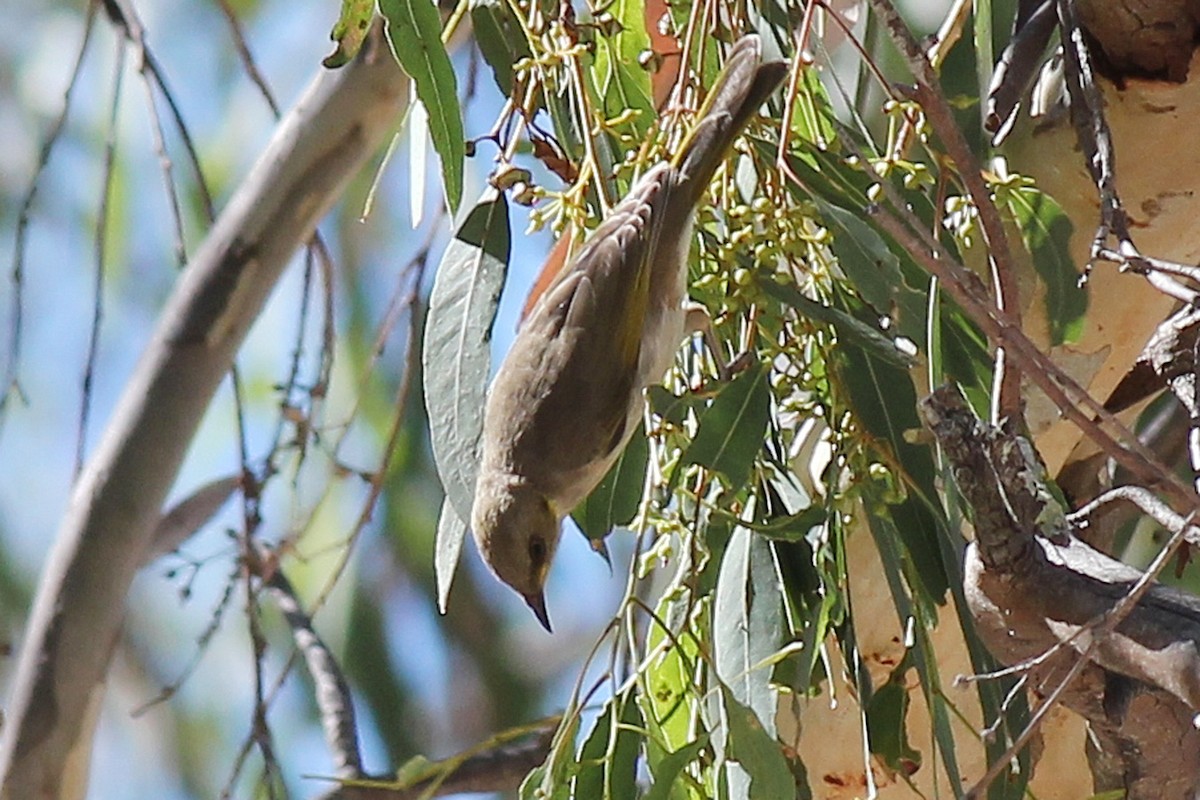 Fuscous Honeyeater - ML237718211