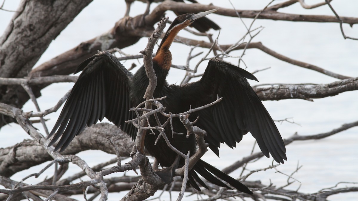 African Darter - ML23771831