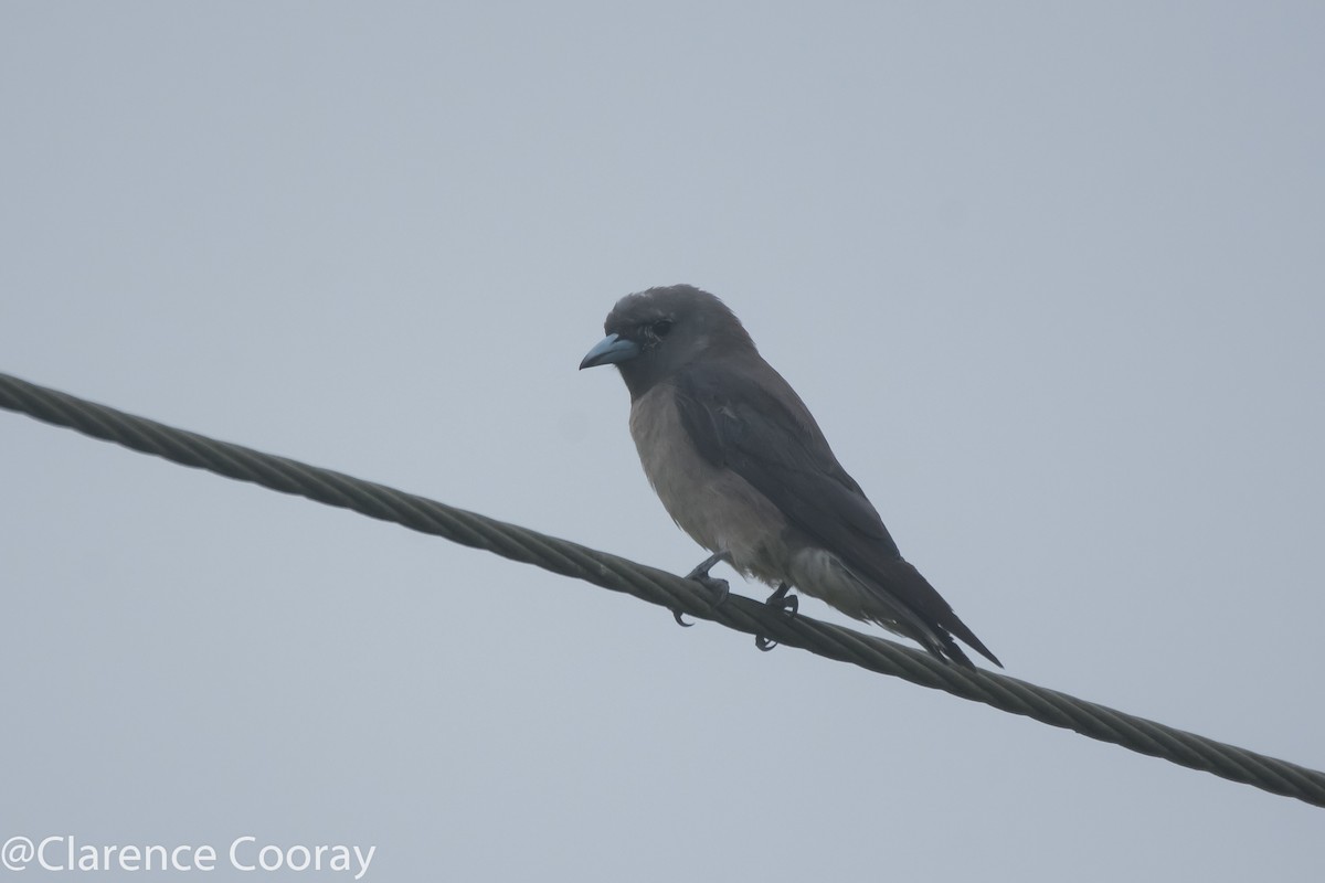 Ashy Woodswallow - ML237718751