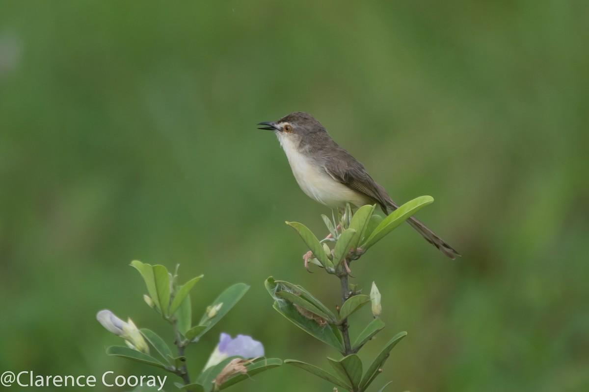 Plain Prinia - Clarence Cooray