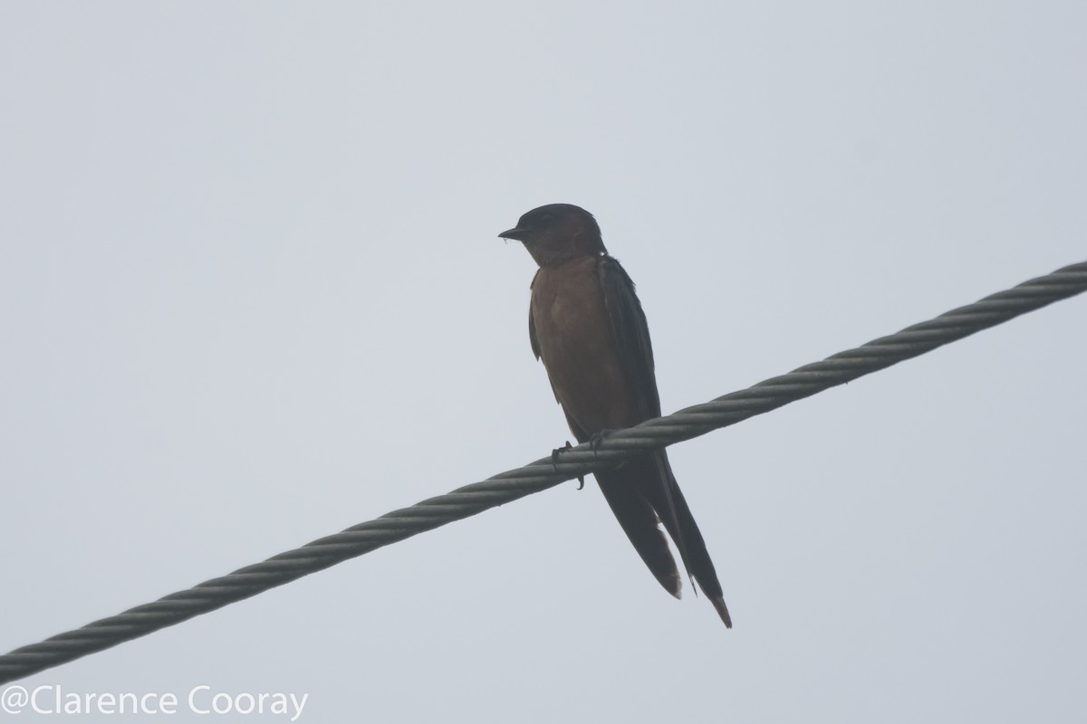 Sri Lanka Swallow - ML237718811