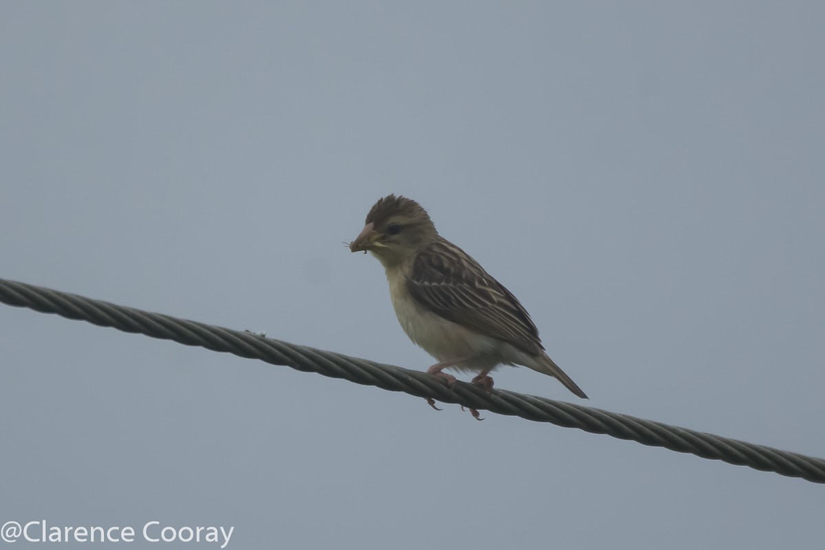 Baya Weaver - ML237718851