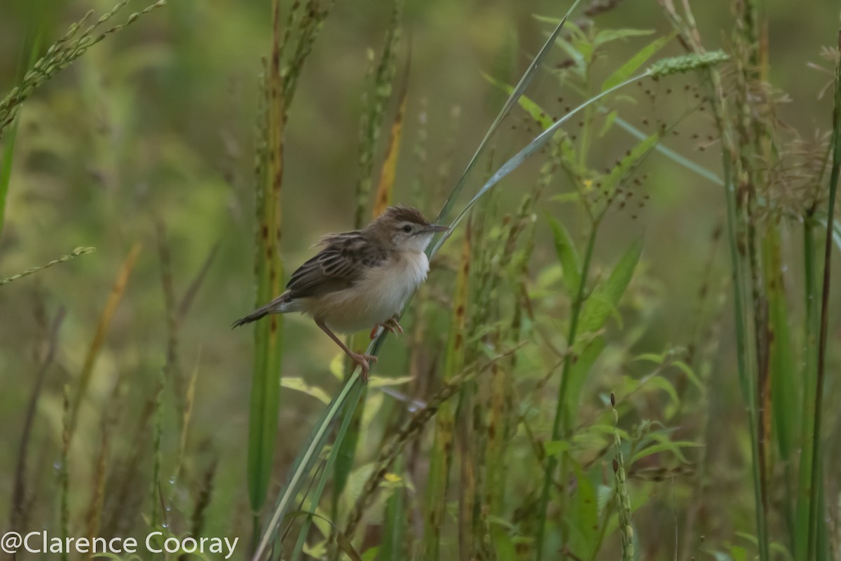 Zitting Cisticola - Clarence Cooray
