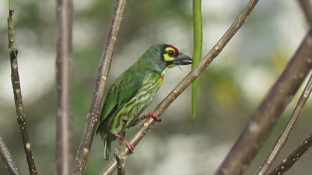 Coppersmith Barbet - ML237719021