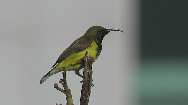 Ornate Sunbird - ML237719251