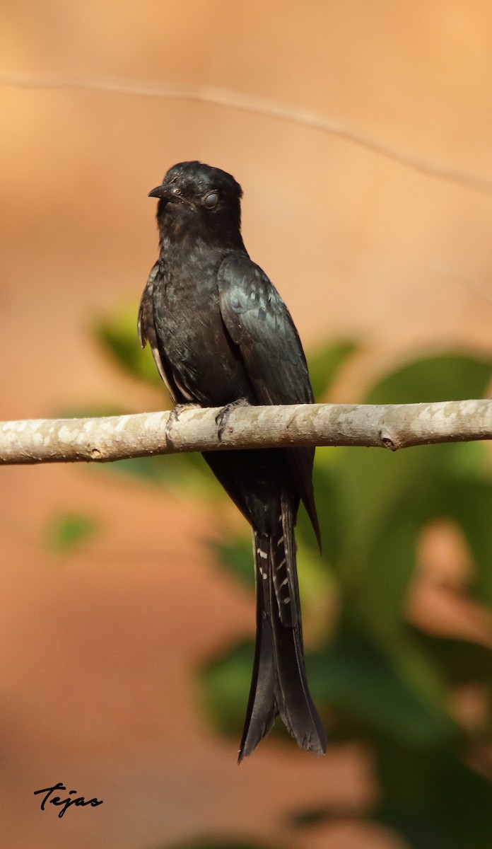 Fork-tailed Drongo-Cuckoo - ML237719931