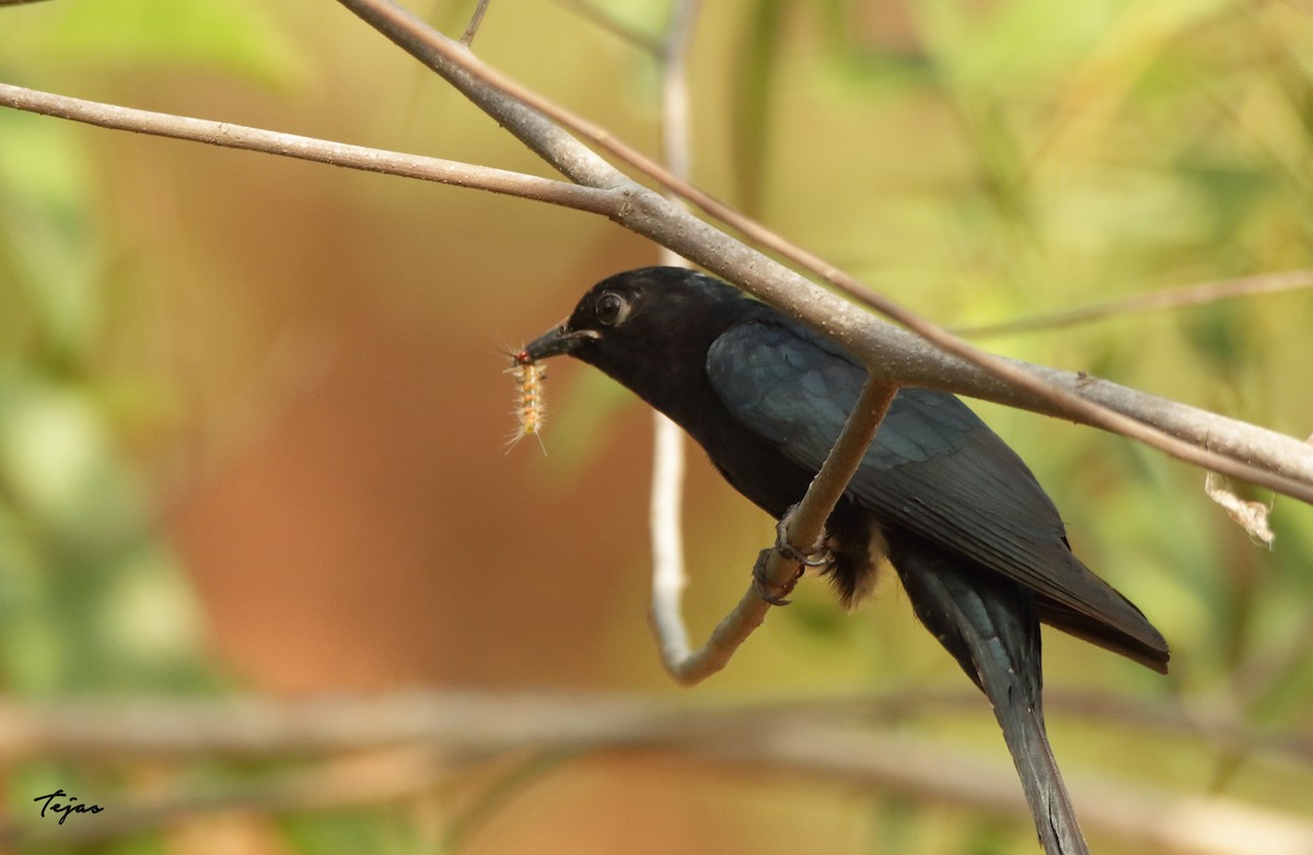 Fork-tailed Drongo-Cuckoo - ML237720011