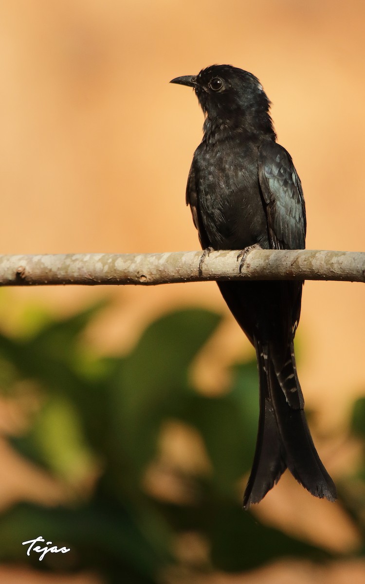 Fork-tailed Drongo-Cuckoo - ML237720041