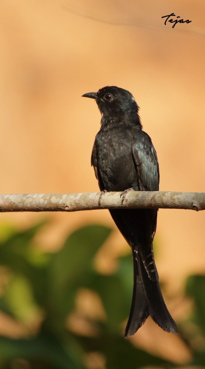 Fork-tailed Drongo-Cuckoo - ML237720061