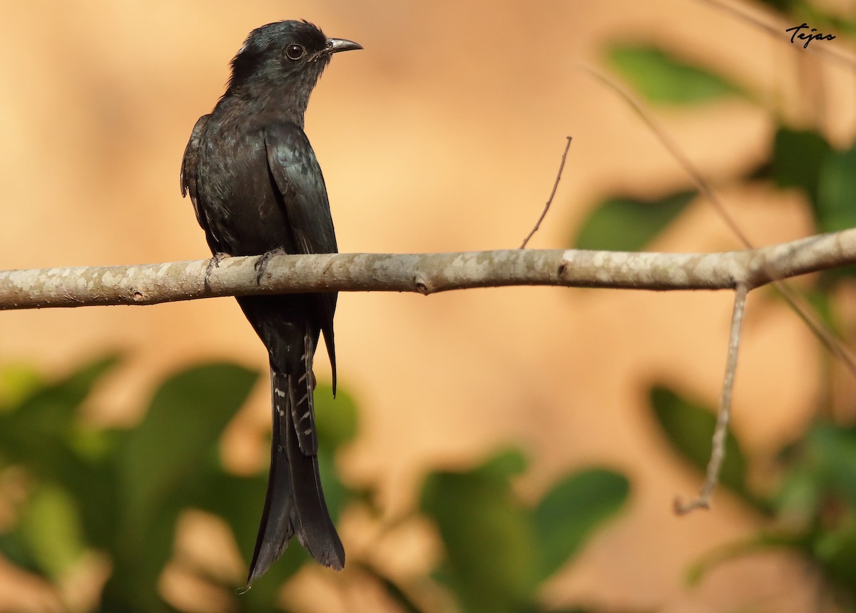 Fork-tailed Drongo-Cuckoo - ML237720281