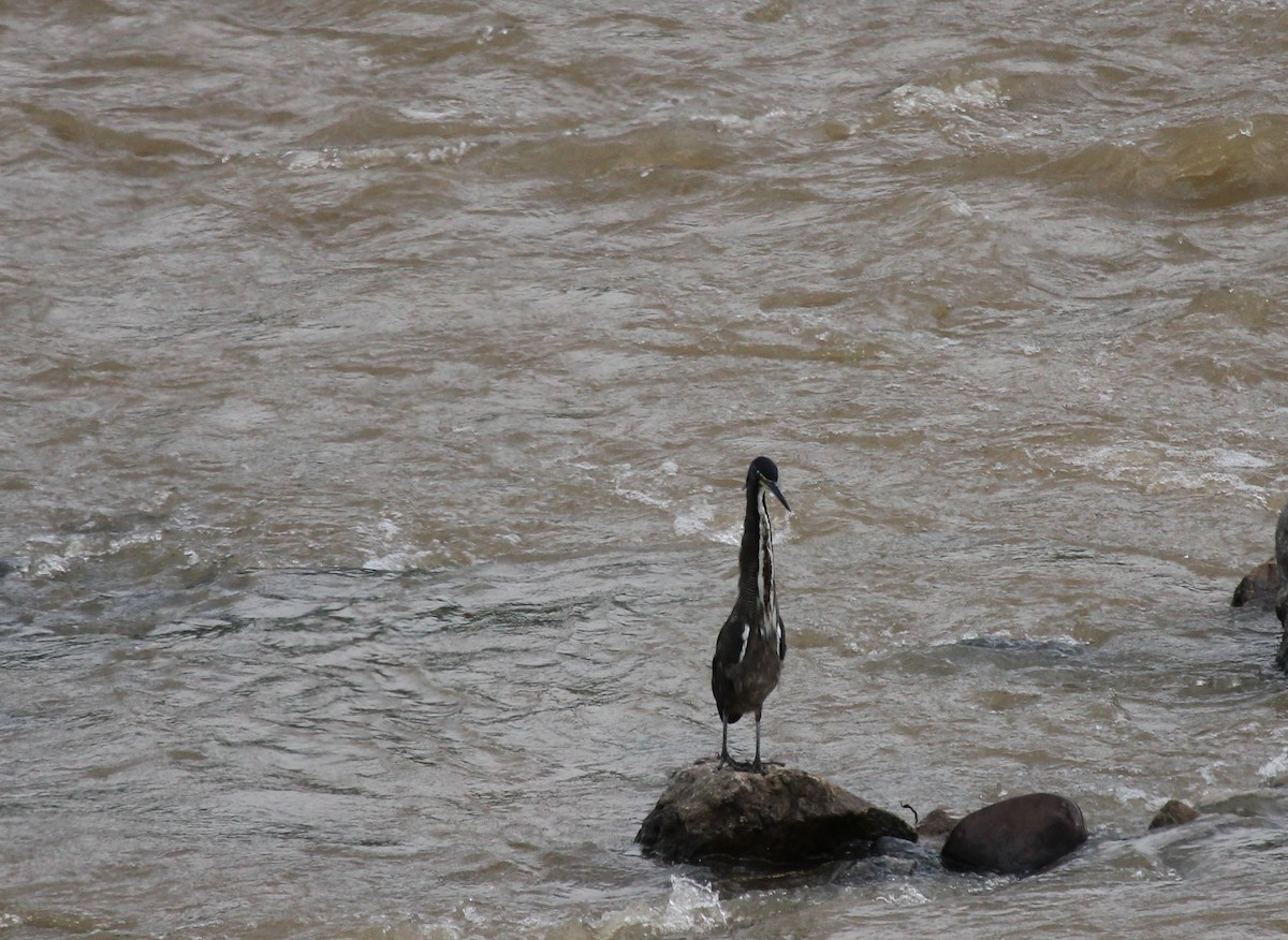 Fasciated Tiger-Heron - ML237720711