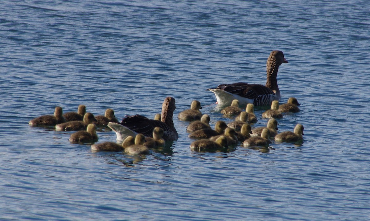 Graylag Goose - ML237720791