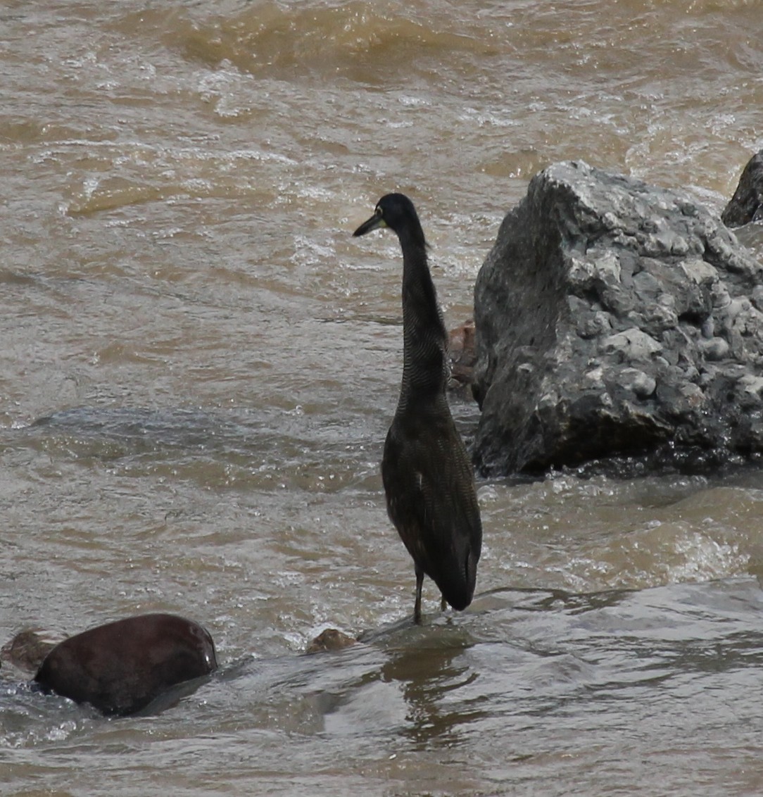 Fasciated Tiger-Heron - ML237721061