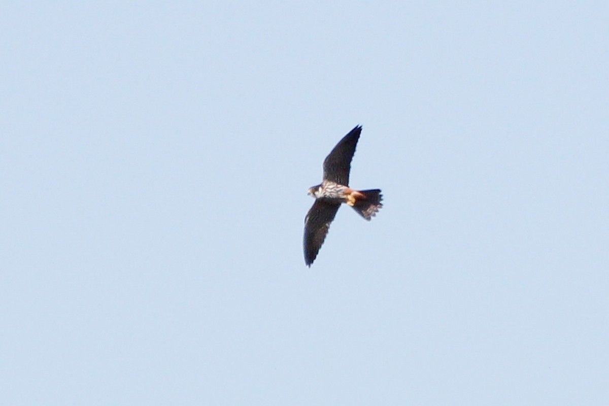 Eurasian Hobby - ML237721481