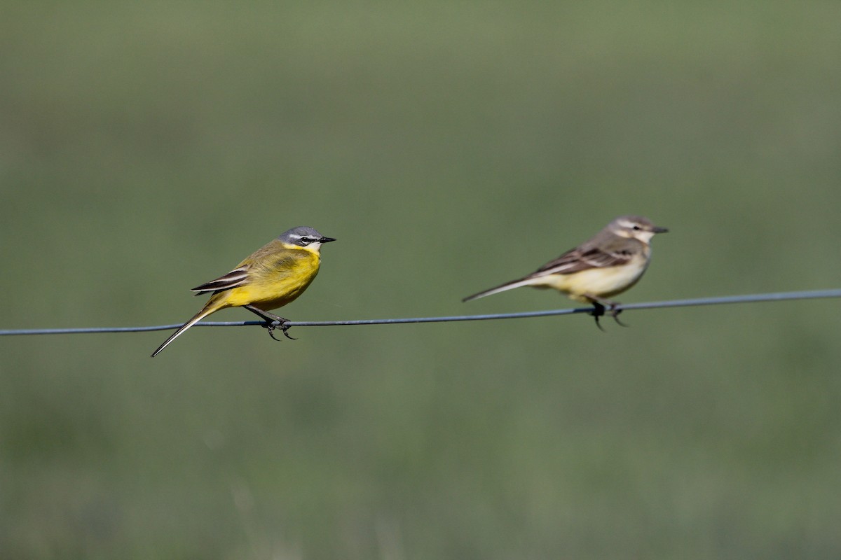 Western Yellow Wagtail - ML237721621