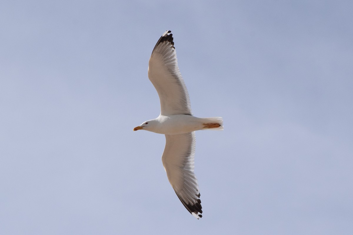 Caspian Gull - ML237721891