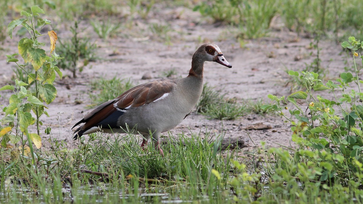 Egyptian Goose - ML23772191