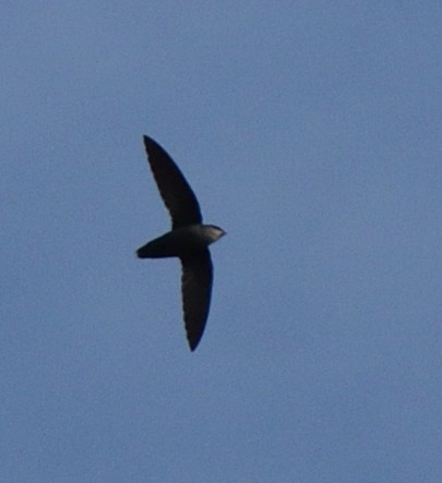 Chimney Swift - ML237722481