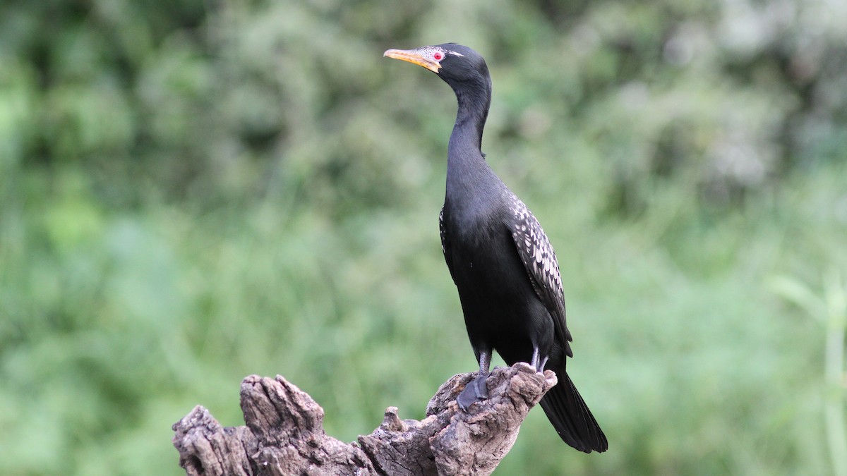 Long-tailed Cormorant - ML23772291