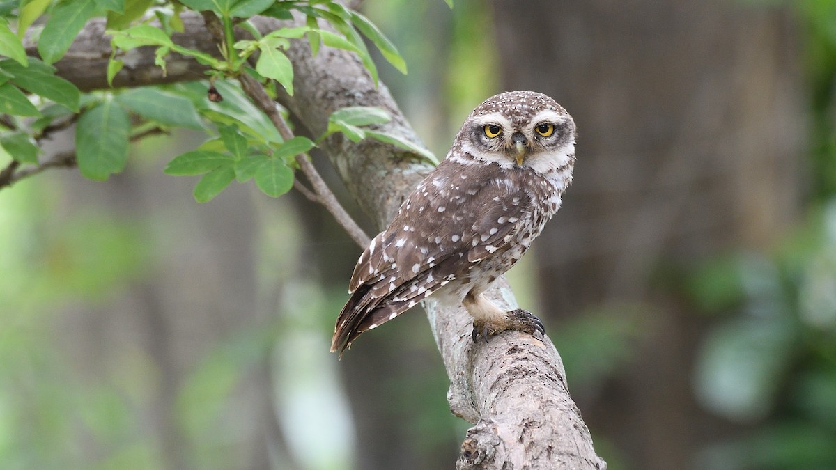 Spotted Owlet - ML237723771