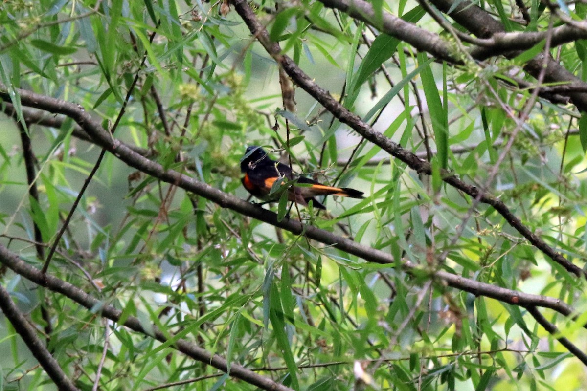 American Redstart - ML237724911